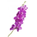 Vanda - Purple